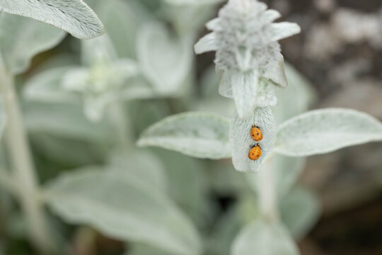 Two, ladybugs in the pupa stage on a lambs ear leaf.