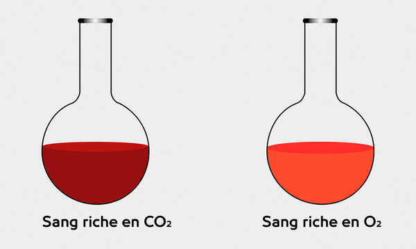 Comparison of Oxygenated and Deoxygenated Blood in Test Tubes