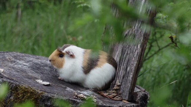 A sick pet guinea pig outdoors sitting on tree trunk suffering from mandibular tooth root elongation with a long tooth sticking out under its chin