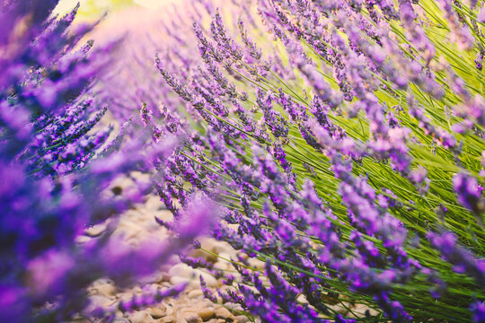 Selecvtive focus on beautiful purple lavender field in Gordes, la provence,  France