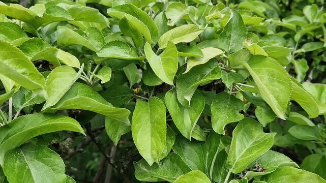 Bright green leaves of an apple tree on a branch close-up. Branch of a fruit tree with young green leaves in spring or summer. Fresh green leaves of an apple tree with selective focus