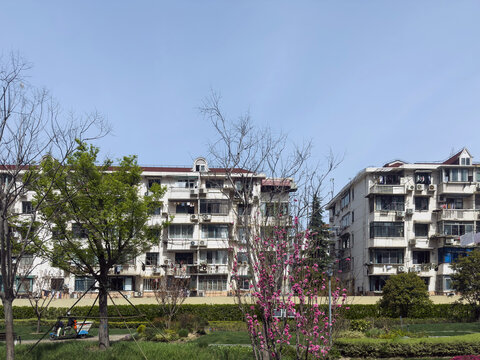 Spring blossoms beside residential apartment blocks in sunny Shanghai courtyard garden, China