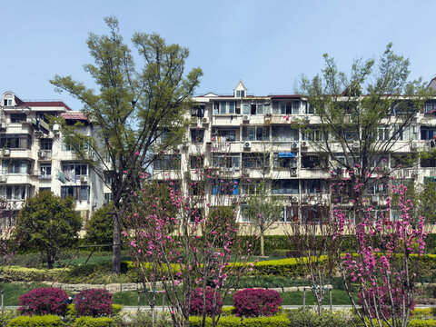 Spring blossoms beside residential apartment blocks in sunny Shanghai courtyard garden, China