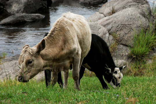 Vacas