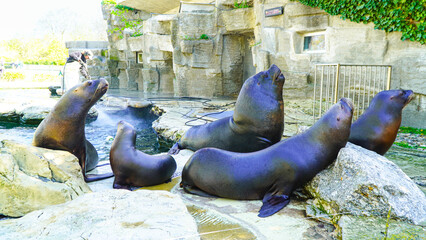 Fototapeta premium A group of sea lions wait to be fed by zookeepers. Vienna zoo Austria.