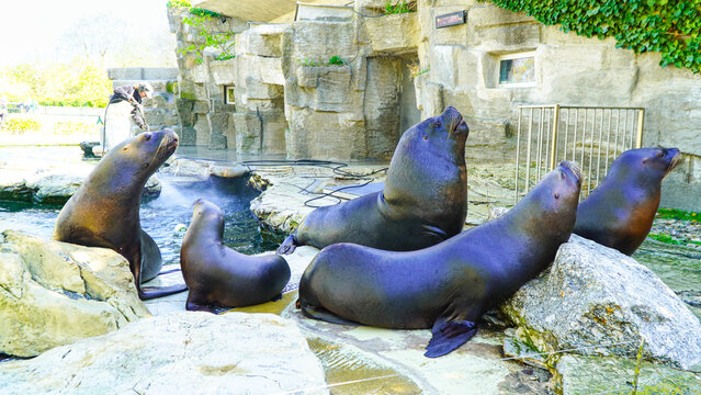 A group of sea lions wait to be fed by zookeepers. Vienna zoo Austria.