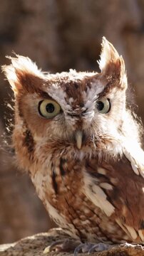 Close up of a cute and fuzzy Eastern Screech Owl. Vertical Video.
