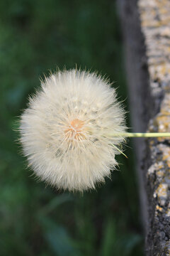 an original summer plant before autumn fading
