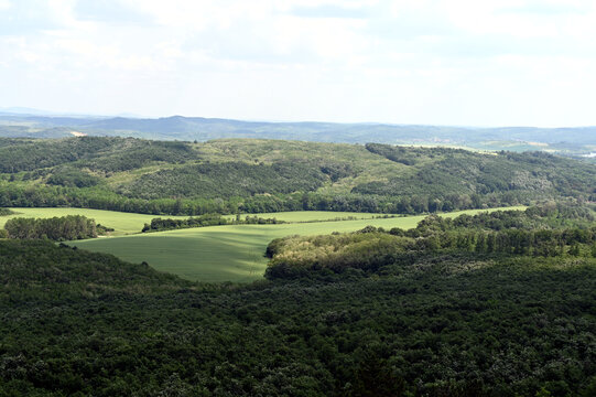 lush green farm land in the spring. rural wheat field surrounded by forests. tractor tracks in the crop. lush green hills. blue sky and white clouds. panoramic landscape image.