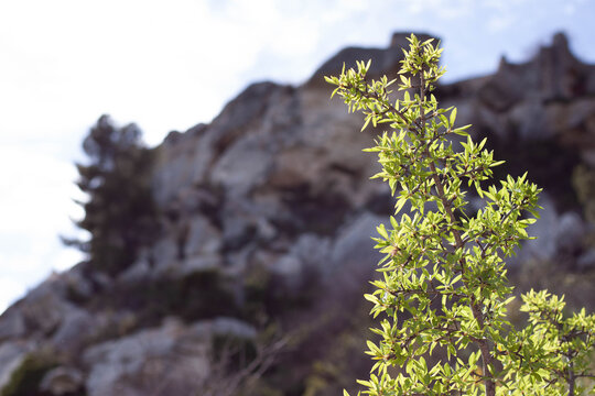 Arbuste vert sur fond de cr&ecirc;te rocheuse des Alpilles