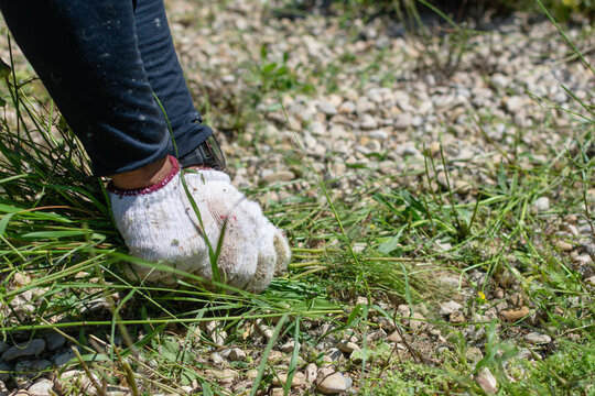 Man pulling grass from ground during garden maintenance close up
