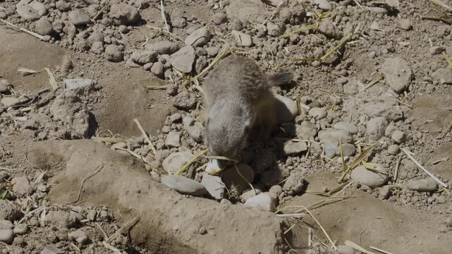 A cute meerkat out in the open grabs food with quick, jerky movements and eats it voraciously