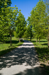 Fototapeta premium Sunny Path Through Green Trees