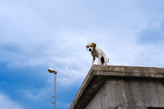 A bi-color dog on a concrete roof edge, curiously gazing below against a bright blue sky