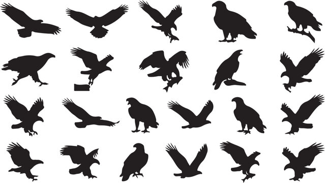 Eagle Silhouettes: A collection of striking black silhouettes showcasing eagles in various dynamic poses, capturing their power and grace against a clean background.