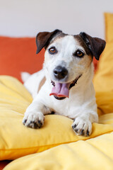 Obraz premium Jack Russell Terrier dog lying on a soft yellow pillow. Cute small puppy resting at home. Pet lifestyle concept, cheerful animal looking at camera. Domestic canine friend portrait.