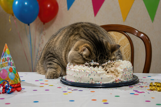 Tabby cat eats a birthday cake at a decorated table.