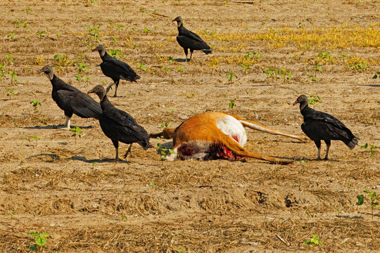 Black vultures, Coragyps atratus, gathered at a deer carcass