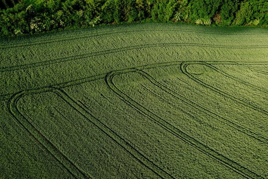 wheet field from above
