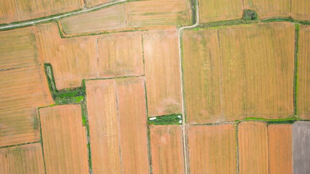 Aerial View of Golden Agricultural Fields with Parallel Crop Rows