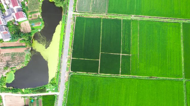 Green rice fields with rural road and ponds