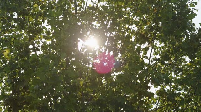 Sun light beaming sunlight light through Ohio tree canopy trees top of wooded Midwest forest near Hocking Hills in area drone dolly shot of forested green leaves, morning lighting, and spring warmth