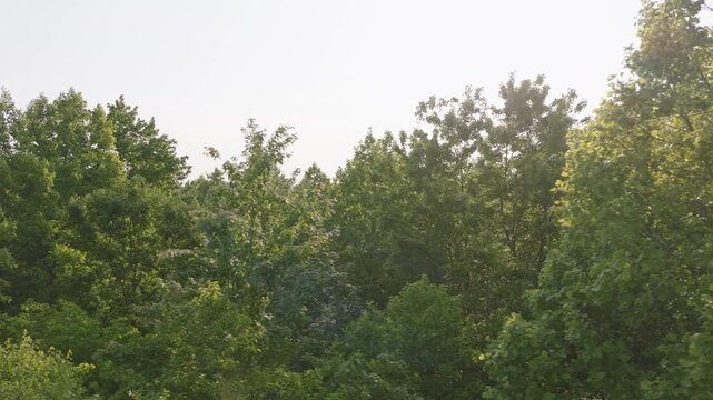 Sun light beaming sunlight light through Ohio tree canopy trees top of wooded Midwest forest near Hocking Hills in area drone dolly shot of forested green leaves, morning lighting, and spring warmth
