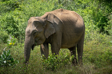 Fototapeta premium Asian Elephant Foraging in Dry Forest Udawalawe National Park Sri Lanka