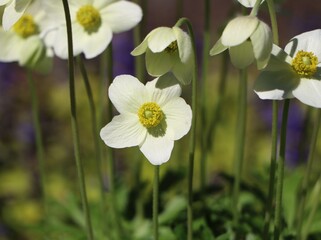 Fototapeta premium Anemonoides sylvestris (snowdrop anemone or snowdrop windflower)
