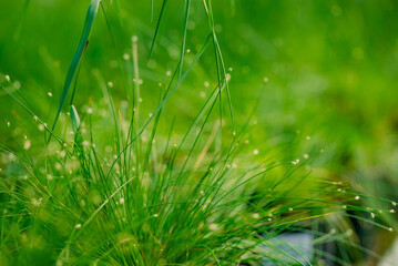 Close-up macro view capturing vibrant green fiber optic grass (scirpus cernuus) with tiny white flowers, showing nature's fresh growth and delicate details outdoors during summertime © wifesun