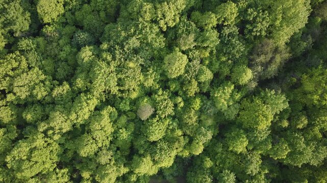 Drone shot aerial moving above south southern Ohio near Ray, OH and Hocking Hills with green tree canopy, sweeping hill hills, and natural midwest woods, rural tree country, and forested landscape 4k
