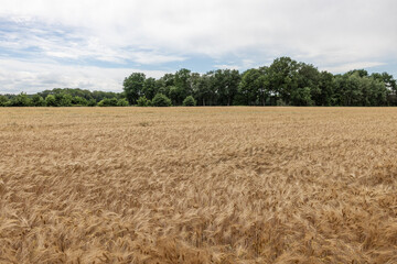 Fototapeta premium Golden wheat field with green trees in Arcen