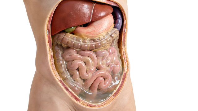 Ascites Abdominal Anatomy 3D Render Showing Peritoneal Fluid Around Liver and Bowel Loops for Patient Education