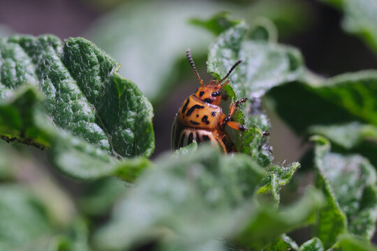 Agricultural pest Colorado beetle destroying green potato plant foliage on a sunny farm