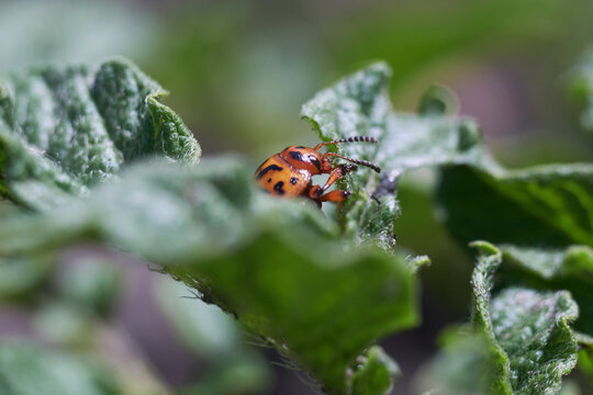 Close-up of Leptinotarsa decemlineata bug on potato leaves, crop protection and insect infestation concept