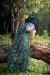 Fototapeta premium Indian Peafowl Perched on Log in Sri Lanka Forest Edge