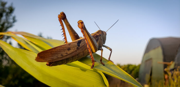 Macro shot of grasshopper from behind showing back legs detail on green leaf View(3)
