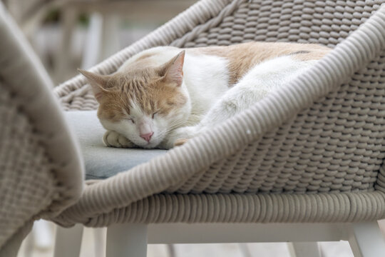 Light orange and white cat sleeping in a chair at a hotel at the Dead Sea in Israel.
