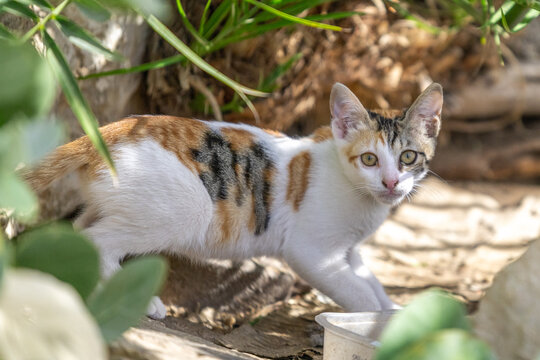 Tricolor Calico stray cat with gold eyes in Ein Bokek near the Dead Sea in Israel.
