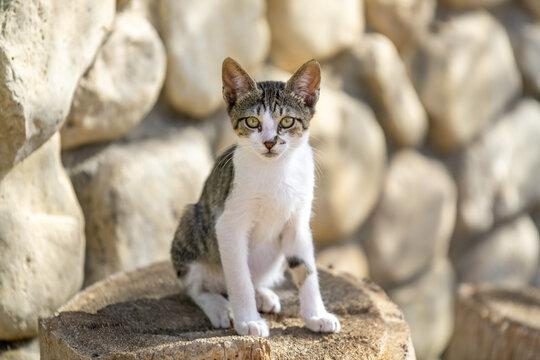 Stray gray and white tabby kitten with beautiful gold eyes next to a rock wall at the hotel area of the Dead Sea in Israel.
