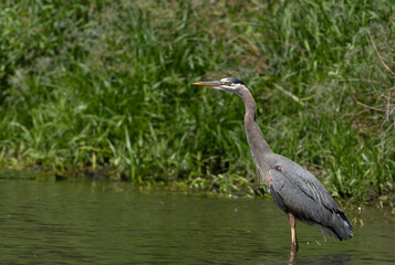 Fototapeta premium Great Blue Heron standing in the lake side view