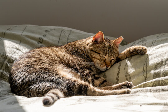 Kira a gray tabby cat with a white markings  and gold eyes enjoying a nap in the sunshine.
