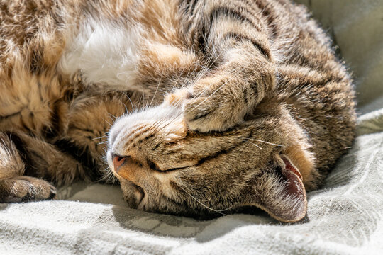 Kira a gray tabby cat with a white markings  and gold eyes enjoying a nap in the sunshine.
