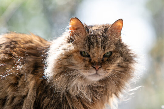 Fluffy with her beautiful green eyes enjoying the morning sun shining on her long hair.
