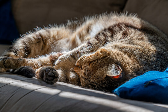 Kira a gray tabby cat with a white markings  and gold eyes enjoying a nap in the sunshine.
