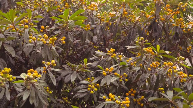 Ripe Loquat Fruits Growing on Tree Branches