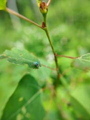 Naklejka premium A Curious Pale Green Leaf Weevil Investigating the Camera. Ontario, Canada