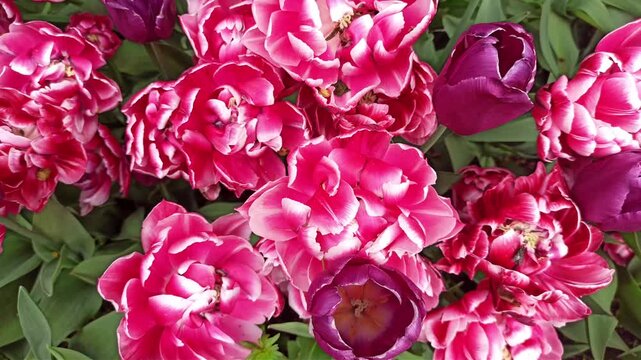 cyclamen color terry tulips blossoming in grden. top view