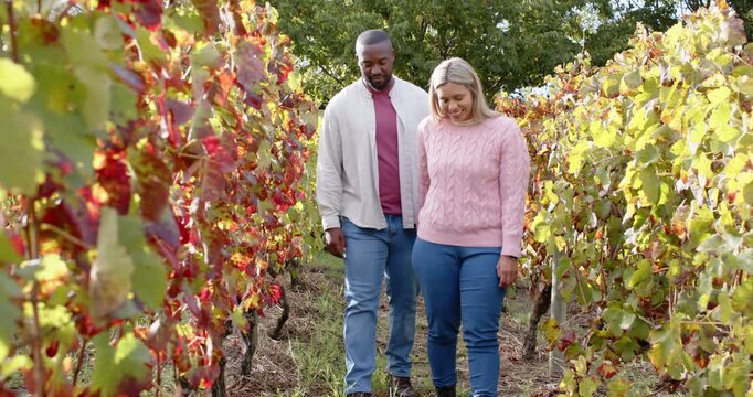 African American couple walking vine rows in warm autumn light, man reaching to hold her hand