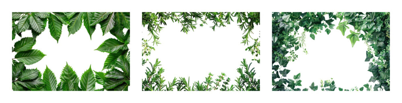 PNG Lush green foliage frames nature on transparent background